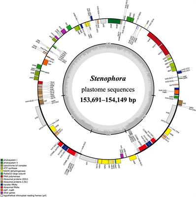 Low-coverage whole genome sequencing of eleven species/subspecies in Dioscorea sect. Stenophora (Dioscoreaceae): comparative plastome analyses, molecular markers development and phylogenetic inference